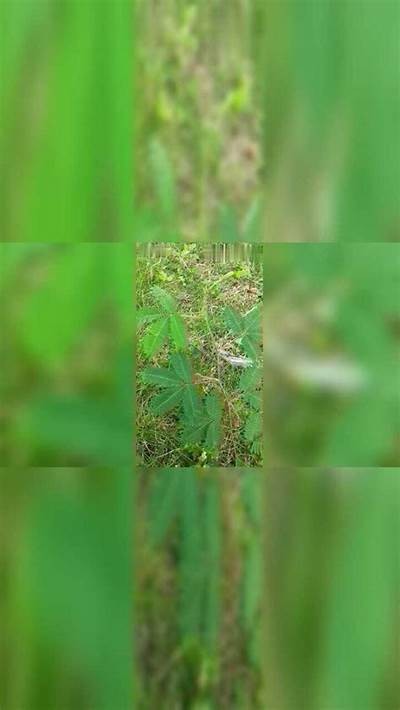 害羞草成人免费视频在线观看