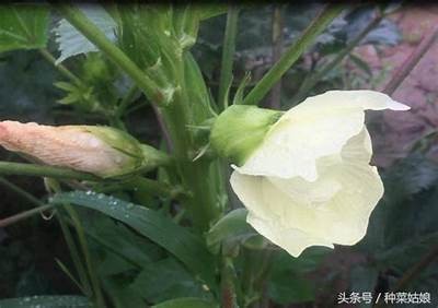 秋葵种植技巧免费视频教程